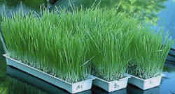 easygreenwheatgrass.jpg (12050 bytes)