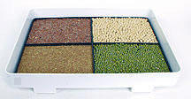 sprout_seeds_intray.jpg (8450 bytes)