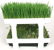 wheatgrass-sprouts.jpg (55532 bytes)